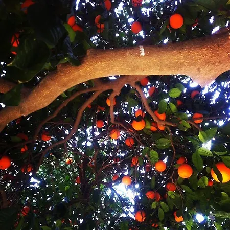 Padok Premium & Stables Gokova