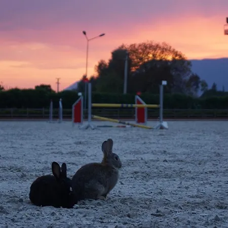 ホテル Padok Premium & Stables Gökova