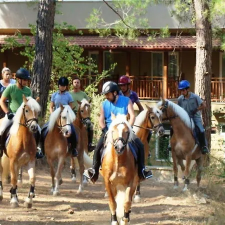 Padok Premium & Stables ホテル