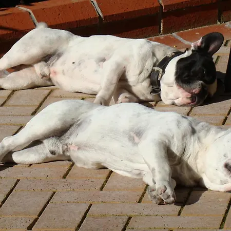 Padok Premium & Stables 4* Gökova