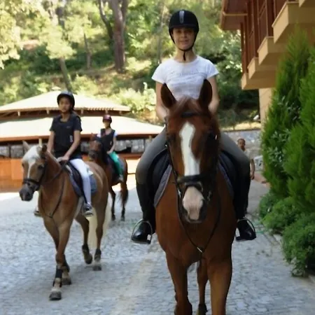 Padok Premium & Stables