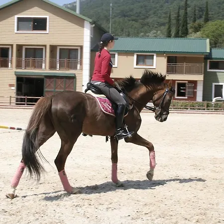 Padok Premium & Stables