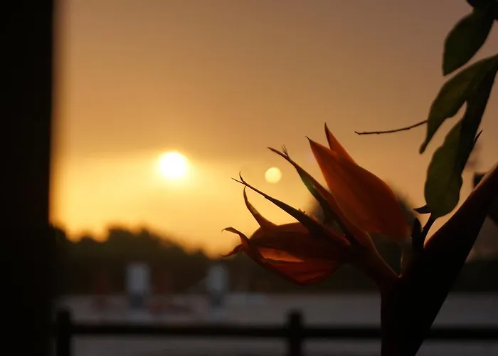 Padok Premium & Stables מלון